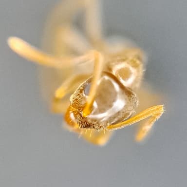Lasius psammophilus photo 159