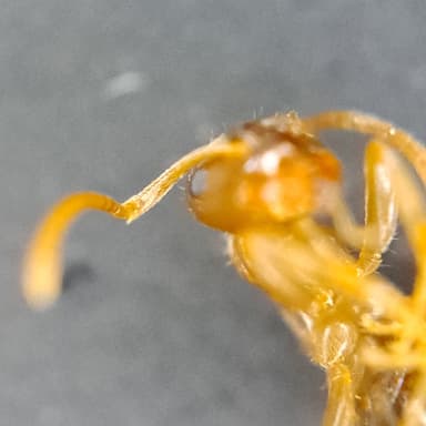 Lasius psammophilus photo 160