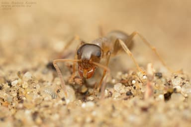 Lasius psammophilus photo 161