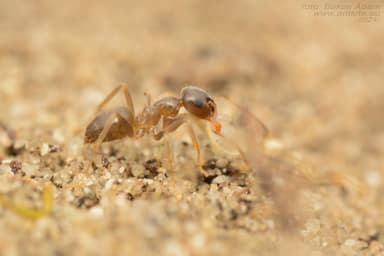 Lasius psammophilus photo 162