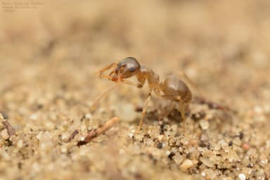 Lasius psammophilus photo 165