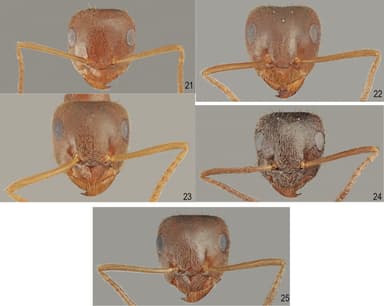 Lasius psammophilus — queen photo 3