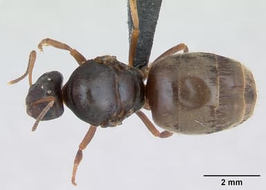 Lasius psammophilus — queen photo 5