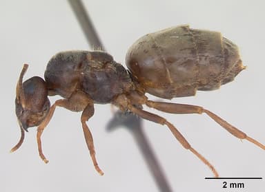 Lasius psammophilus — queen photo 7