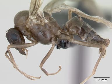 Lasius psammophilus — queen photo 10
