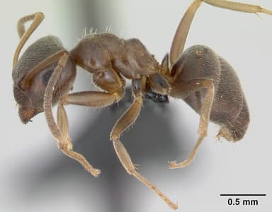 Lasius psammophilus — queen photo 11