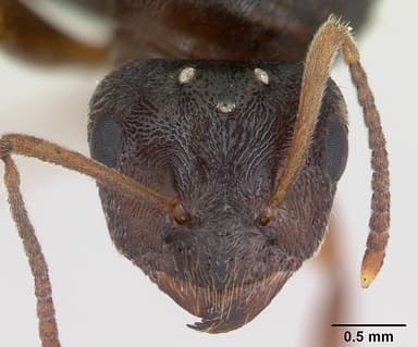 Lasius psammophilus — queen photo 13