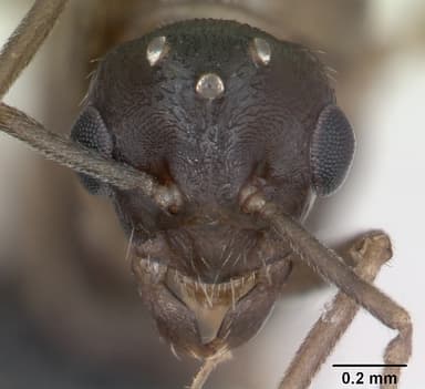Lasius psammophilus — queen photo 15