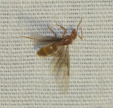 Lasius subumbratus photo 12