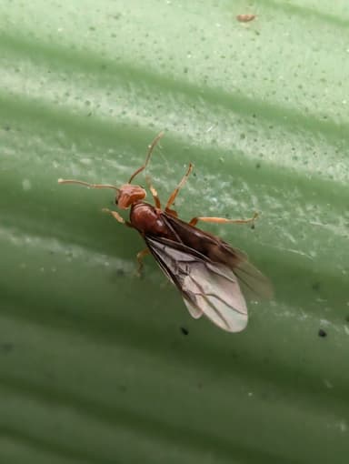 Lasius subumbratus photo 14