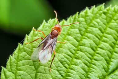 Lasius subumbratus photo 17