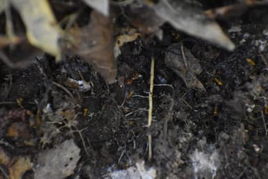 Lasius subumbratus photo 23
