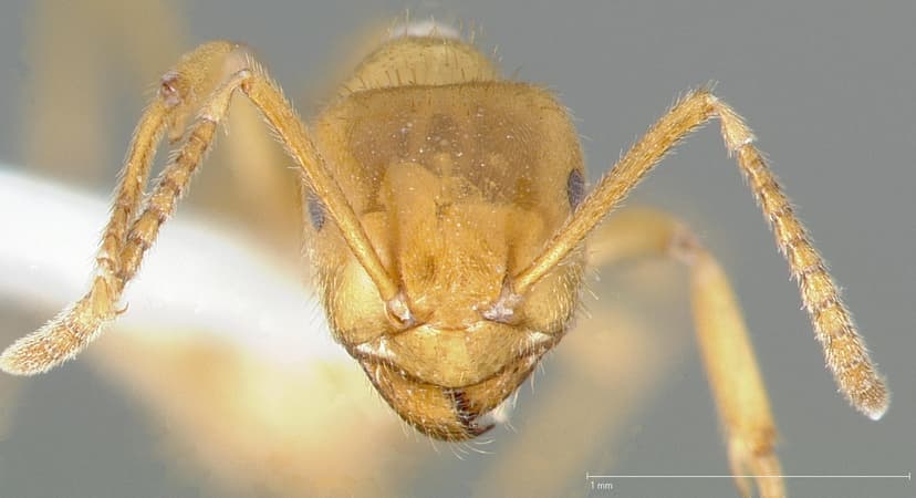 Lasius subumbratus photo 1