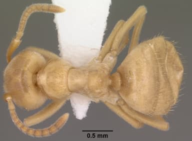 Lasius subumbratus — queen photo 3