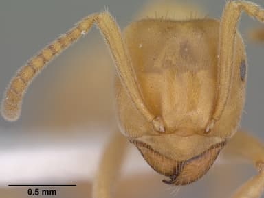 Lasius subumbratus — queen photo 4