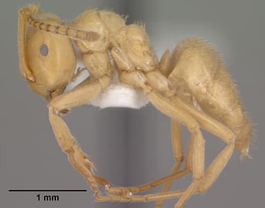 Lasius subumbratus — queen photo 5
