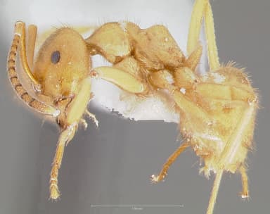 Lasius subumbratus — queen photo 6