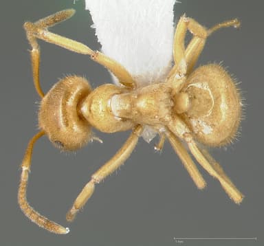 Lasius subumbratus — queen photo 7