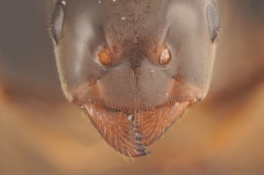 Lasius umbratus photo 204