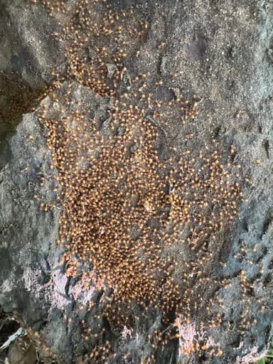Lasius umbratus — queen photo 24