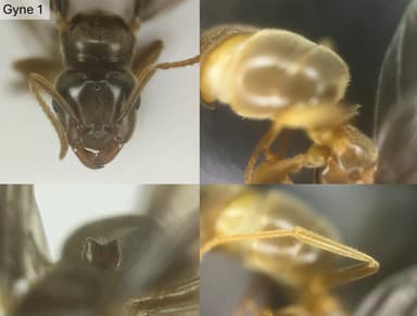 Lasius umbratus — queen photo 25