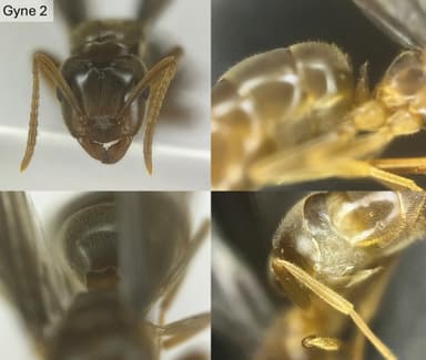 Lasius umbratus — queen photo 26