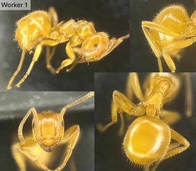 Lasius umbratus — queen photo 27