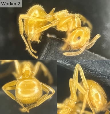 Lasius umbratus — queen photo 28