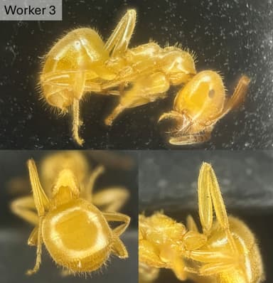 Lasius umbratus — queen photo 29