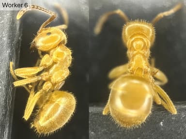 Lasius umbratus — queen photo 32