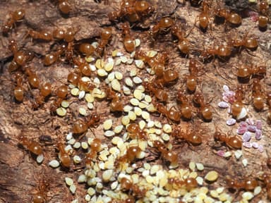 Lasius umbratus photo 40