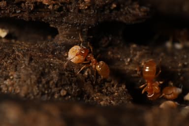 Lasius umbratus photo 48