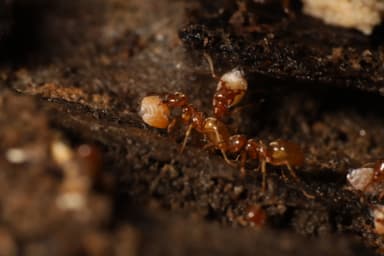 Lasius umbratus photo 49