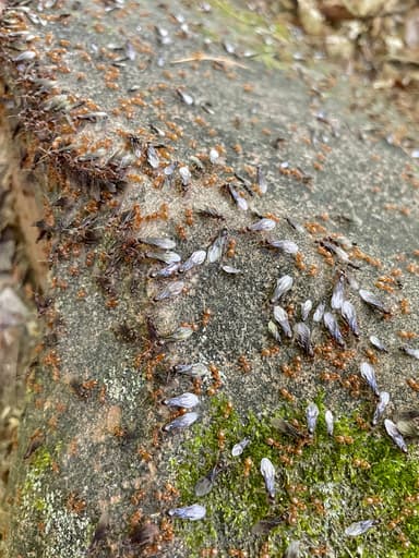 Lasius umbratus photo 52