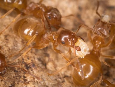 Lasius umbratus photo 55