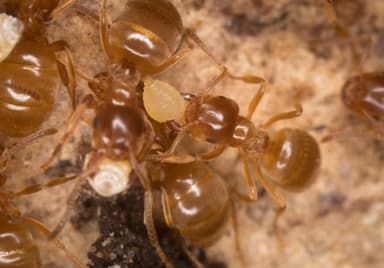 Lasius umbratus photo 56