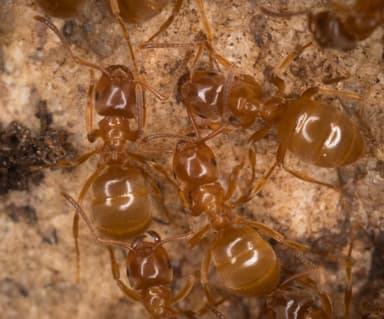 Lasius umbratus photo 57