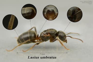 Lasius umbratus photo 59