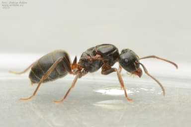 Lasius umbratus photo 61