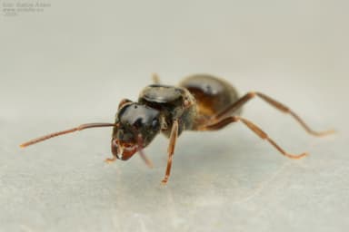 Lasius umbratus photo 62
