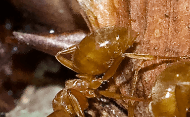 Lasius umbratus photo 64