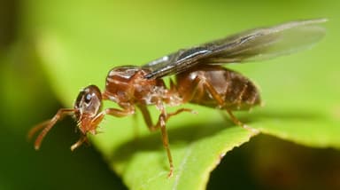 Lasius umbratus — queen photo 65