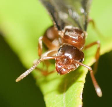 Lasius umbratus — queen photo 66