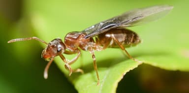 Lasius umbratus — queen photo 68