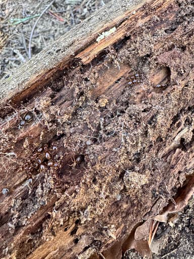 Lasius umbratus — queen photo 69