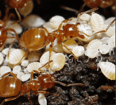 Lasius umbratus photo 70