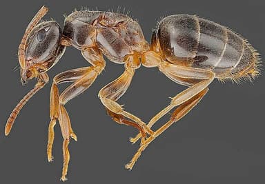 Lasius umbratus — queen photo 71