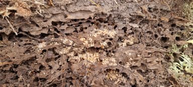 Lasius umbratus — queen photo 75