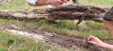 Lasius umbratus — queen photo 80