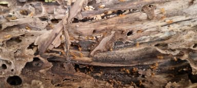Lasius umbratus — queen photo 81